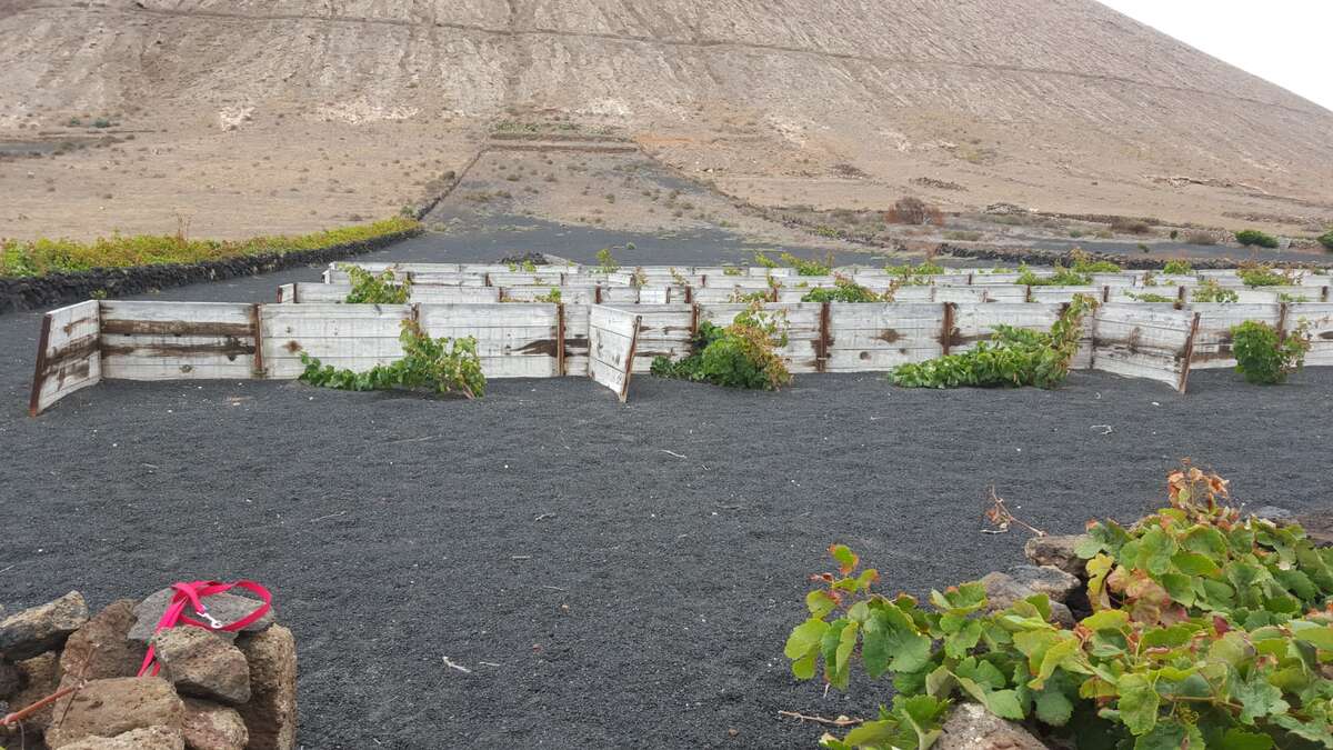 Image 1 of Rustic/Agricultural Land for Sale – Tinajo, Las Palmas, Lanzarote